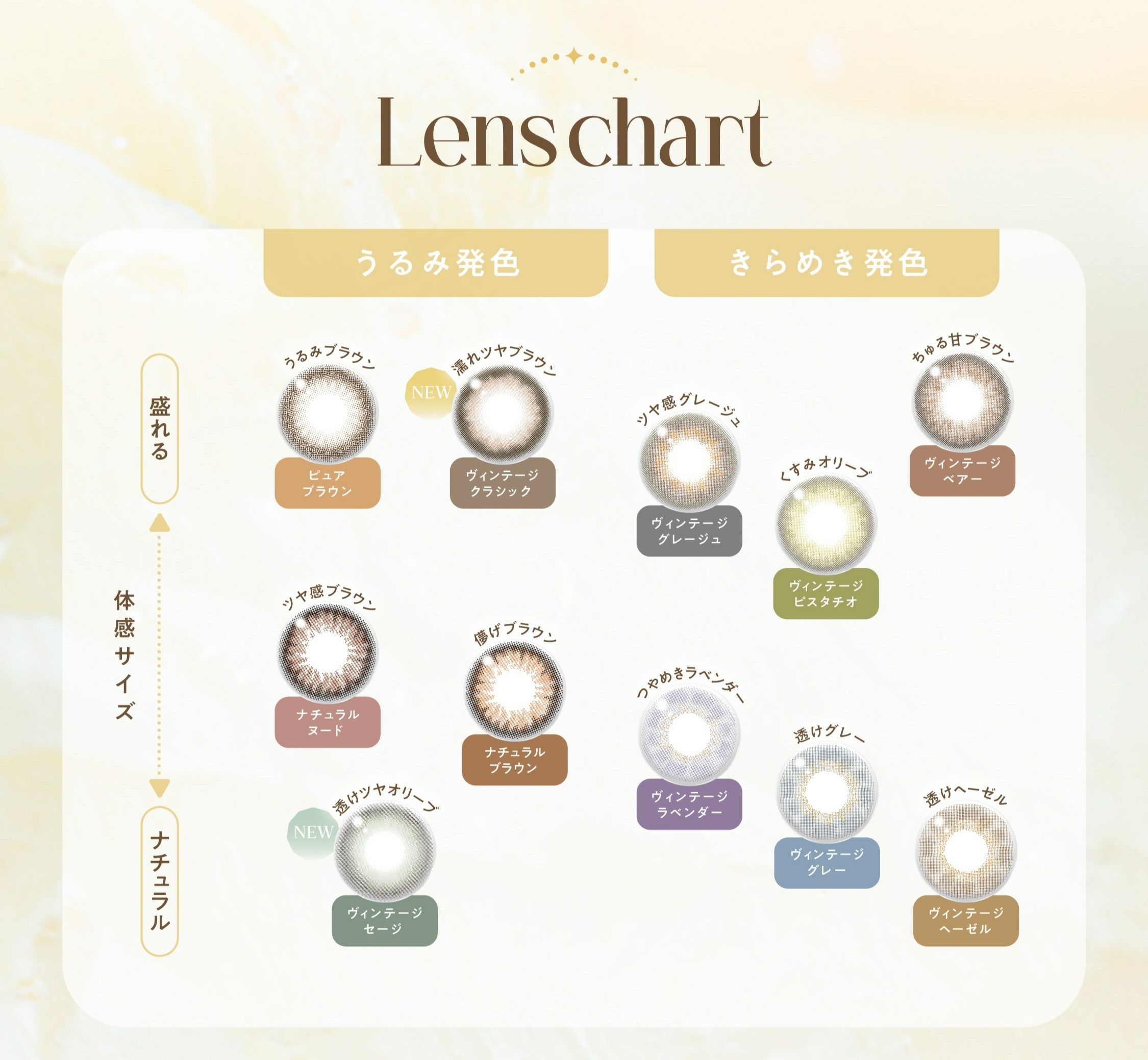 [1day] バンビヴィンテージ ヴィンテージベアー　カラーチャート